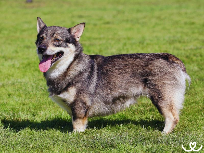 Psi-plemeno-svedsky-vallhund (3)